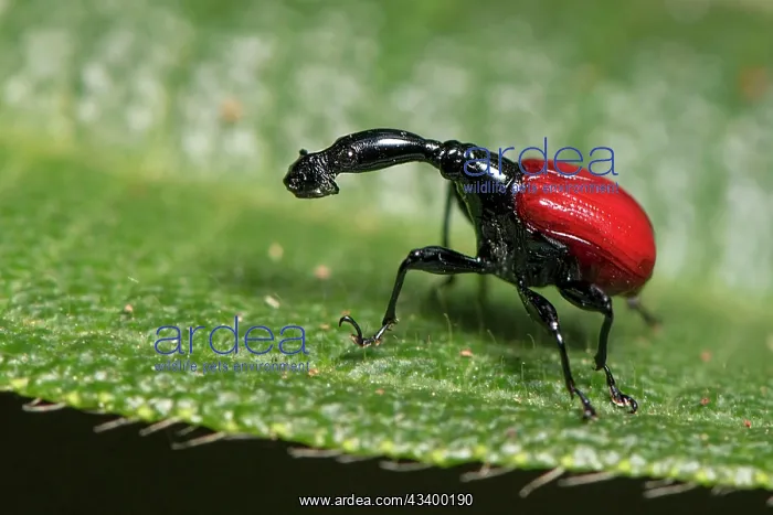: Female giraffe weevil (Trachelophorus giraffa) from : Female giraffe weevil (Trachelophorus giraffa) from