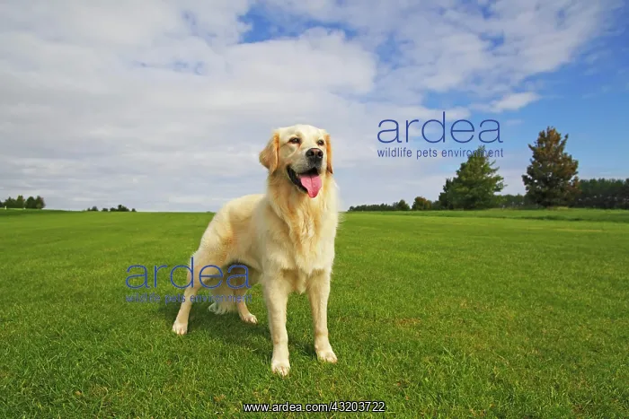 : Female Golden Retriever (Canis lupus familiaris) : Female Golden Retriever (Canis lupus familiaris)