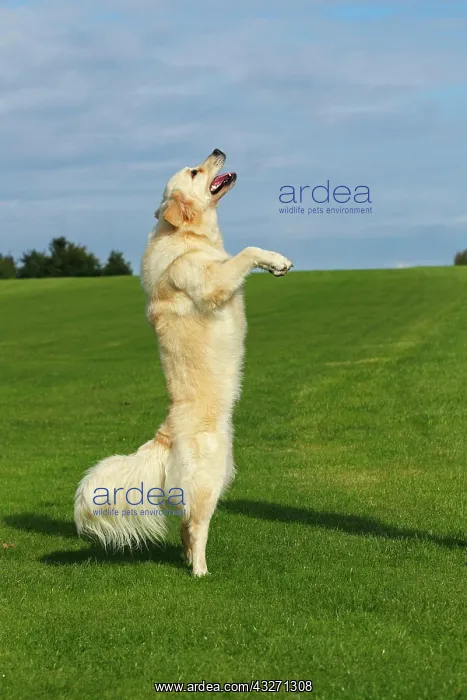 : Female Golden Retriever (Canis lupus familiaris) : Female Golden Retriever (Canis lupus familiaris)