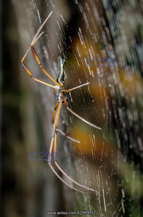 : Female Golden Weaver Spider on web - Klungkung : Female Golden Weaver Spider on web - Klungkung