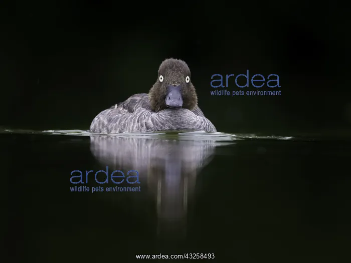: A female Goldeneye (Bucephala clangula) in overcast : A female Goldeneye (Bucephala clangula) in overcast