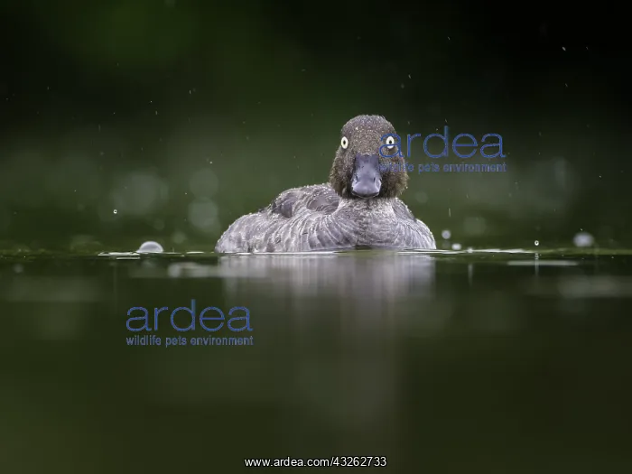 : A female Goldeneye (Bucephala clangula) in the rain : A female Goldeneye (Bucephala clangula) in the rain