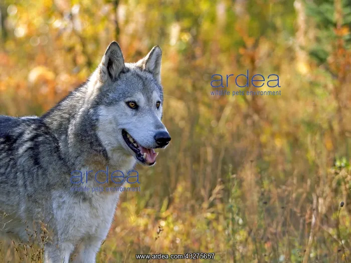 : Female Gray Wolf standing in meadow of autumn colors : Female Gray Wolf standing in meadow of autumn colors