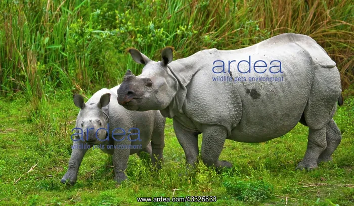 : Female Great one-horned rhinoceroses (Rhinoceros : Female Great one-horned rhinoceroses (Rhinoceros