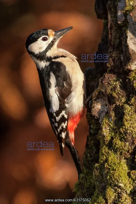 : Female Great Spotted Woodpecker on a birch trunk : Female Great Spotted Woodpecker on a birch trunk