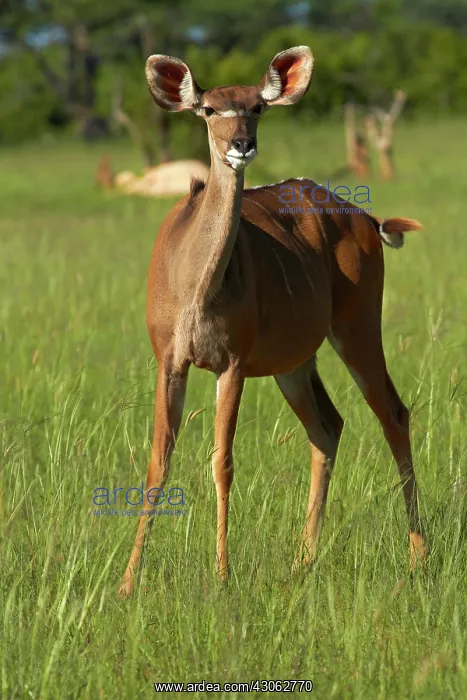 : Female Greater Kudu (Tragelaphus strepsiceros) : Female Greater Kudu (Tragelaphus strepsiceros)