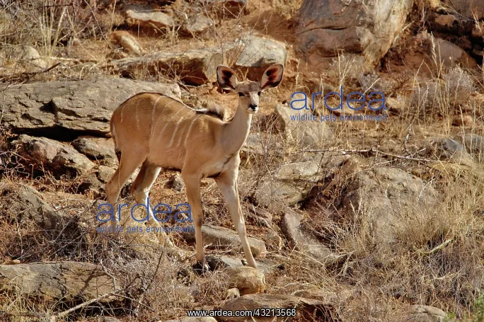 : Female Greater Kudu, Tragelaphus strepsiceros : Female Greater Kudu, Tragelaphus strepsiceros