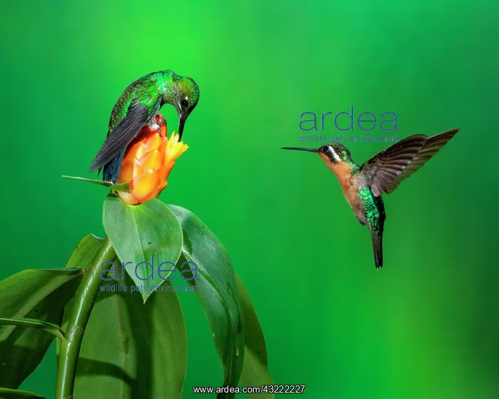  : Female Green-crowned Brilliant (Heliodoxa jacula)