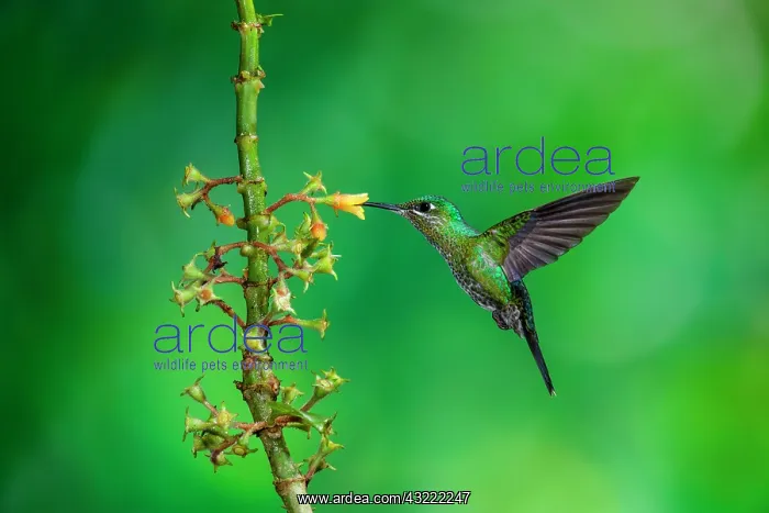 : A female Green-crowned Brilliant (Heliodoxa jacula) : A female Green-crowned Brilliant (Heliodoxa jacula)