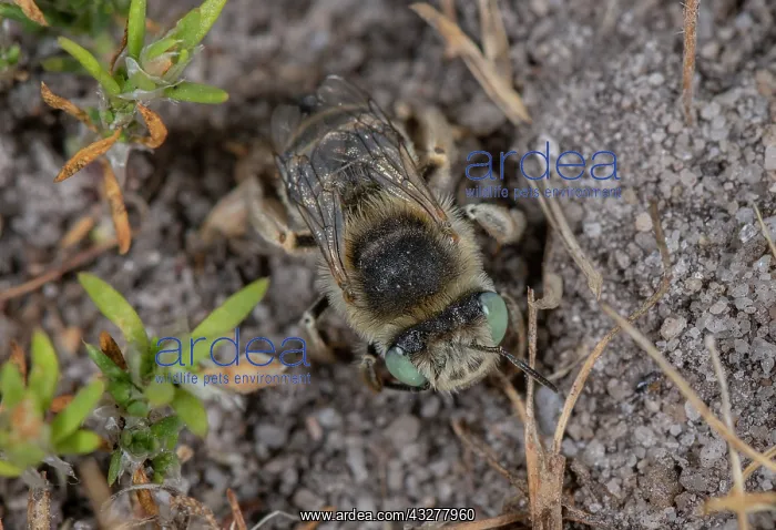 : Female Green-eyed flower bee, Anthophora bimaculata : Female Green-eyed flower bee, Anthophora bimaculata