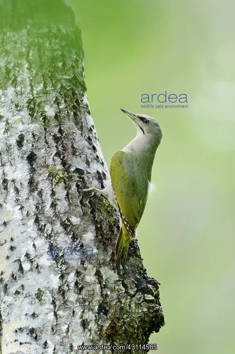 : Aspen. A female Grey-headed woodpecker (Picus canus) sitting on a Aspen tree : Aspen. A female Grey-headed woodpecker (Picus canus) sitting on a Aspen tree