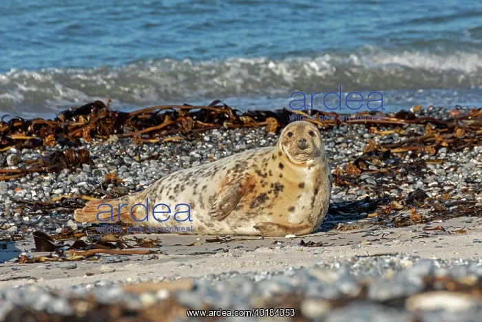 : Female grey seal (Halichoerus grypus), dune, Helgoland : Female grey seal (Halichoerus grypus), dune, Helgoland
