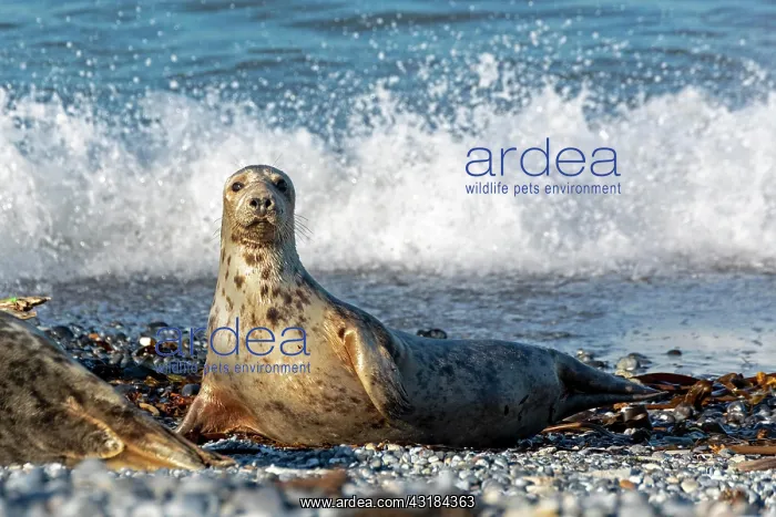 : Female grey seal (Halichoerus grypus), dune, Helgoland : Female grey seal (Halichoerus grypus), dune, Helgoland
