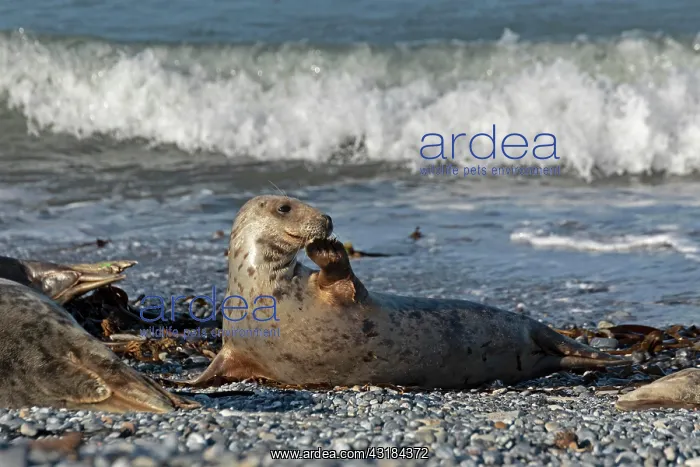 : Female grey seal (Halichoerus grypus), dune, Helgoland : Female grey seal (Halichoerus grypus), dune, Helgoland