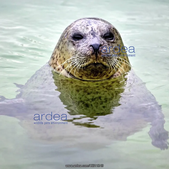 : Female, grey seal (Halichoerus grypus), captive : Female, grey seal (Halichoerus grypus), captive