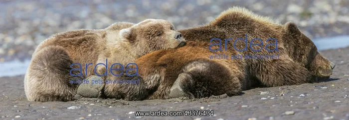 : Female grizzly bear with second year cub sleeping : Female grizzly bear with second year cub sleeping