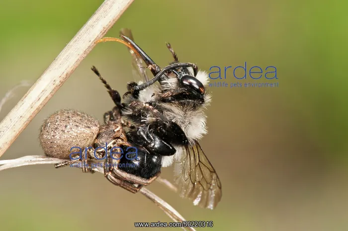 : Female of ground Crab spider (Xysticus robustus) with pray, Piedmont, Italy : Female of ground Crab spider (Xysticus robustus) with pray, Piedmont, Italy