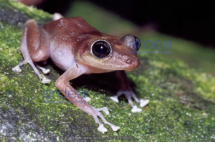 : Female Guajon : Female Guajon
