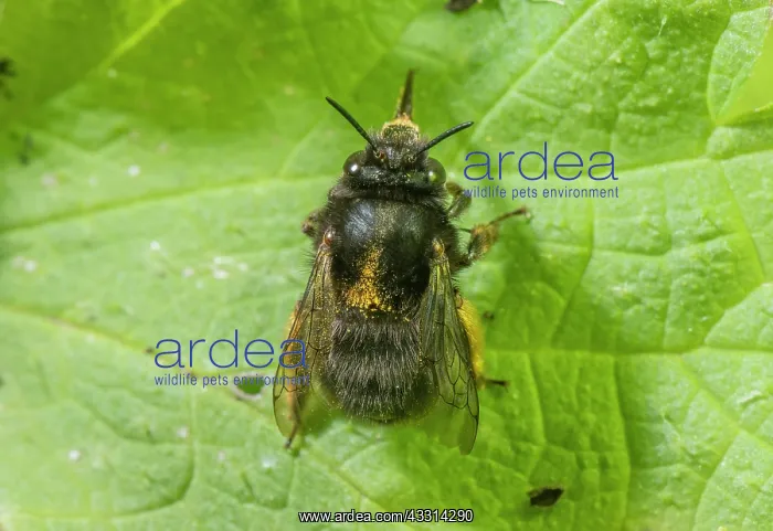 : Female Hairy-footed flower bee, Anthophora plumi : Female Hairy-footed flower bee, Anthophora plumi