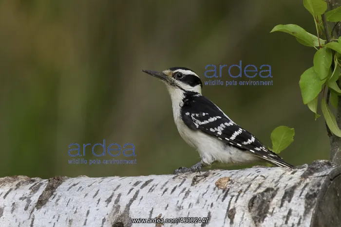  : Female Hairy Woodpecker