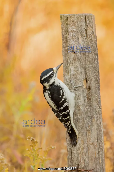 : Female Hairy Woodpecker : Female Hairy Woodpecker