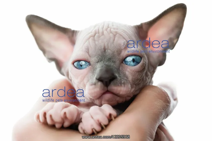 : Female hands holding pretty kitten of Canadian Sphynx : Female hands holding pretty kitten of Canadian Sphynx