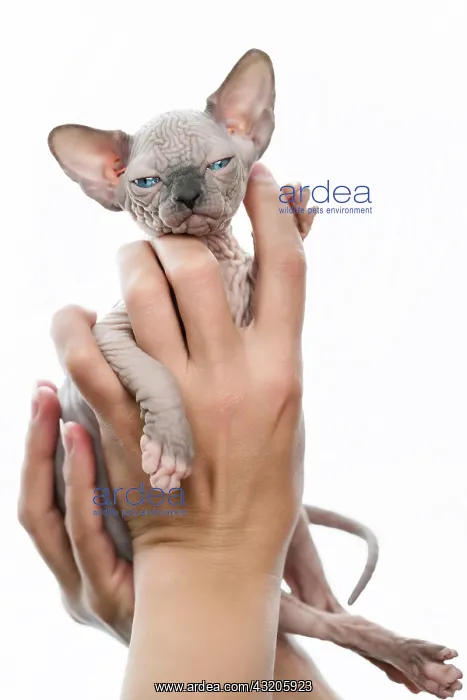 : Female hands tenderly holding kitten of Canadian : Female hands tenderly holding kitten of Canadian