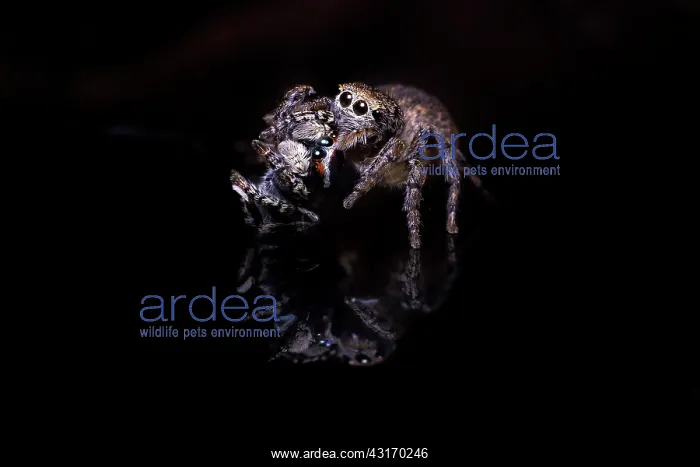 : Female Harris Peacok Spider (Maratus harrisi) with : Female Harris Peacok Spider (Maratus harrisi) with