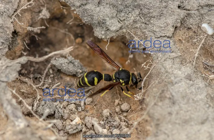 : Female Heath Potter wasp, Eumenes coarctatus, co : Female Heath Potter wasp, Eumenes coarctatus, co