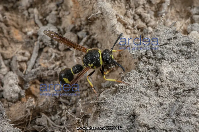 : Female Heath Potter wasp, Eumenes coarctatus, co : Female Heath Potter wasp, Eumenes coarctatus, co