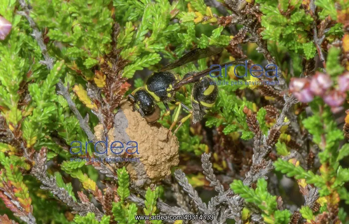 : Female Heath Potter wasp, Eumenes coarctatus, wo : Female Heath Potter wasp, Eumenes coarctatus, wo