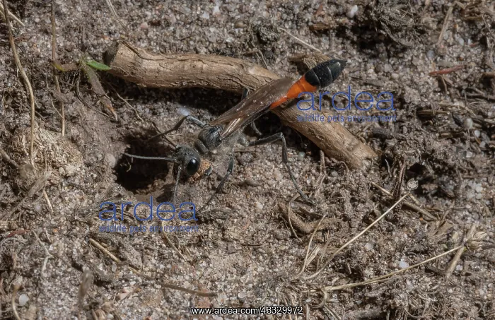 : Female Heath Sand Wasp, Ammophila pubescens, clo : Female Heath Sand Wasp, Ammophila pubescens, clo