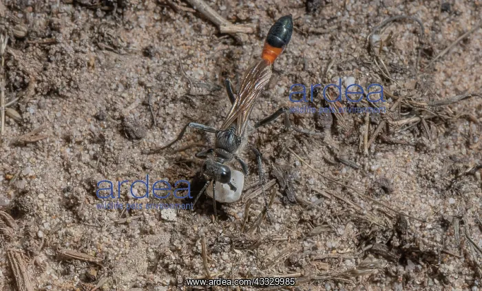 : Female Heath Sand Wasp, Ammophila pubescens, clo : Female Heath Sand Wasp, Ammophila pubescens, clo