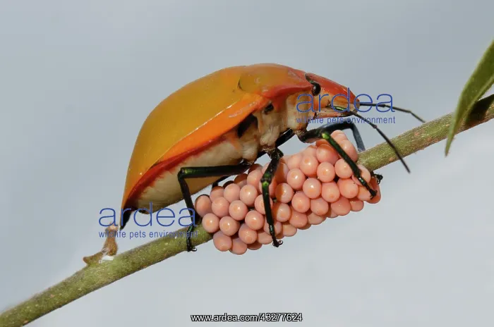 : Female Hibiscus Harlequin Bug guarding clutch of eggs on ste : Female Hibiscus Harlequin Bug guarding clutch of eggs on ste