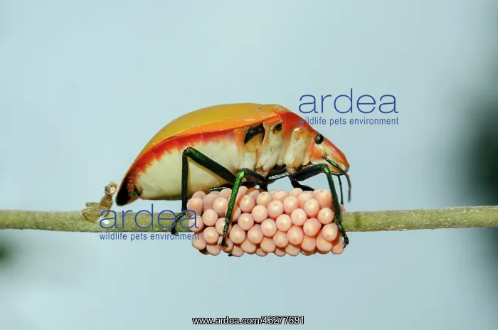 : Female Hibiscus Harlequin Bug guarding clutch of eggs on ste : Female Hibiscus Harlequin Bug guarding clutch of eggs on ste