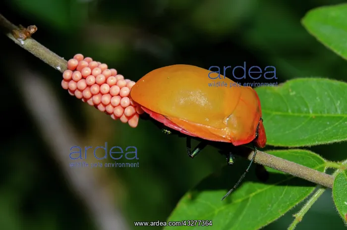 : Female Hibiscus Harlequin Bug laying eggs on stem - West Bal : Female Hibiscus Harlequin Bug laying eggs on stem - West Bal