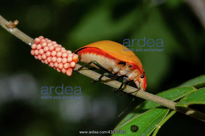 : Female Hibiscus Harlequin Bug laying eggs on stem - West Bal : Female Hibiscus Harlequin Bug laying eggs on stem - West Bal