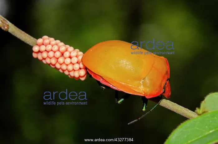 : Female Hibiscus Harlequin Bug laying eggs on stem - West Bal : Female Hibiscus Harlequin Bug laying eggs on stem - West Bal