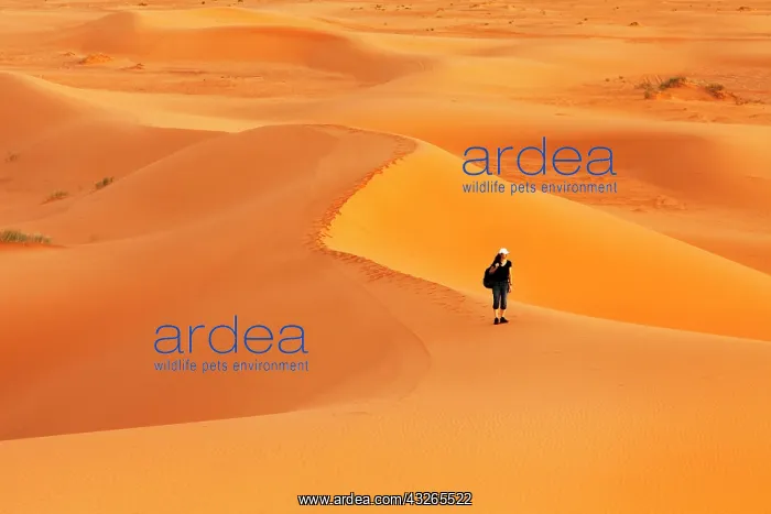 : Female hiker in the desert Erg Chebbi at sunset : Female hiker in the desert Erg Chebbi at sunset