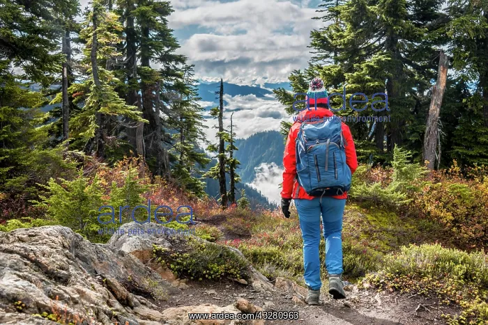 : Female hiker on hiking trail through forest in autumnal : Female hiker on hiking trail through forest in autumnal