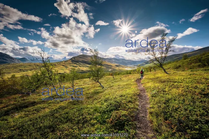 : Female hiker in wide landscape, Abisko National : Female hiker in wide landscape, Abisko National