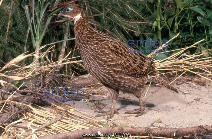 : Female Himalayan Monal : Female Himalayan Monal