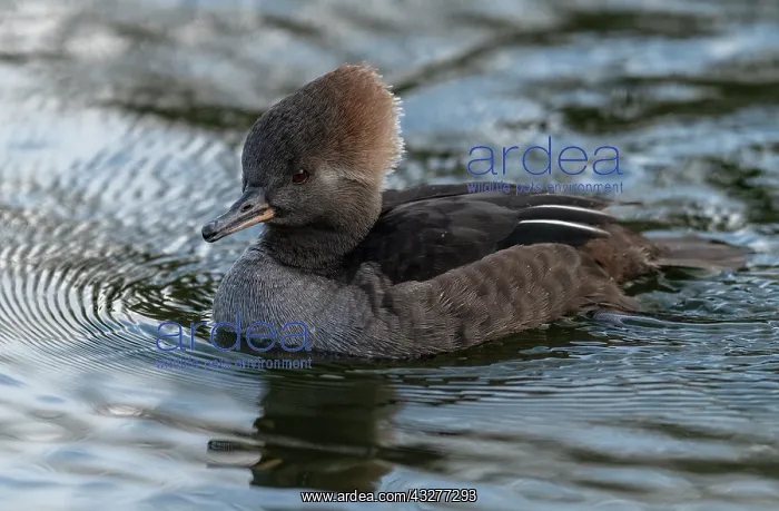 : Female Hooded Merganser, Lophodytes cucullatus : Female Hooded Merganser, Lophodytes cucullatus