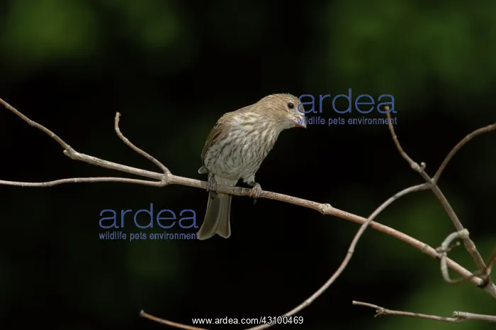 : Female House Finch : Female House Finch