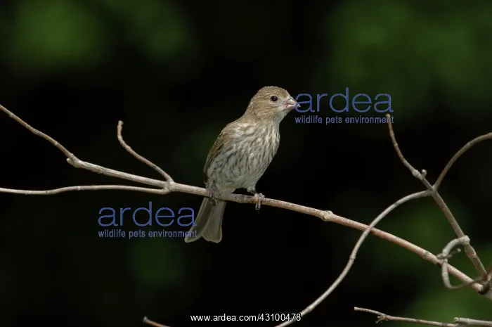 : Female House Finch : Female House Finch