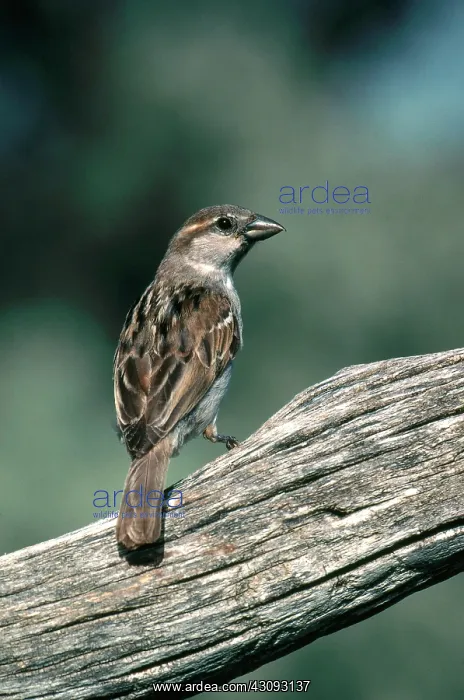 : Female House Sparrow : Female House Sparrow