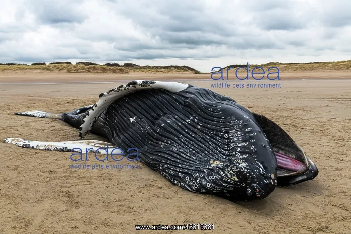 : Female humpback whale (Megaptera novaeangliae) s : Female humpback whale (Megaptera novaeangliae) s