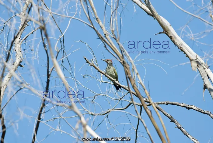 : Female Iberian Green Woodpecker : Female Iberian Green Woodpecker