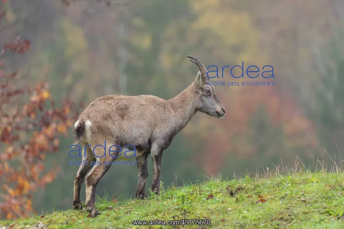 : A female ibex (Capra ibex) walks down a hill on a green meadow on a cloudy day : A female ibex (Capra ibex) walks down a hill on a green meadow on a cloudy day