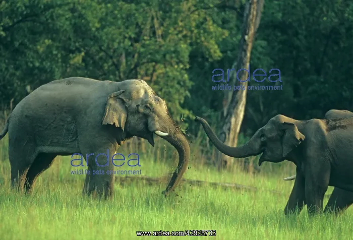 : Female Indian / Asian Elephant pacifying bull elephant : Female Indian / Asian Elephant pacifying bull elephant